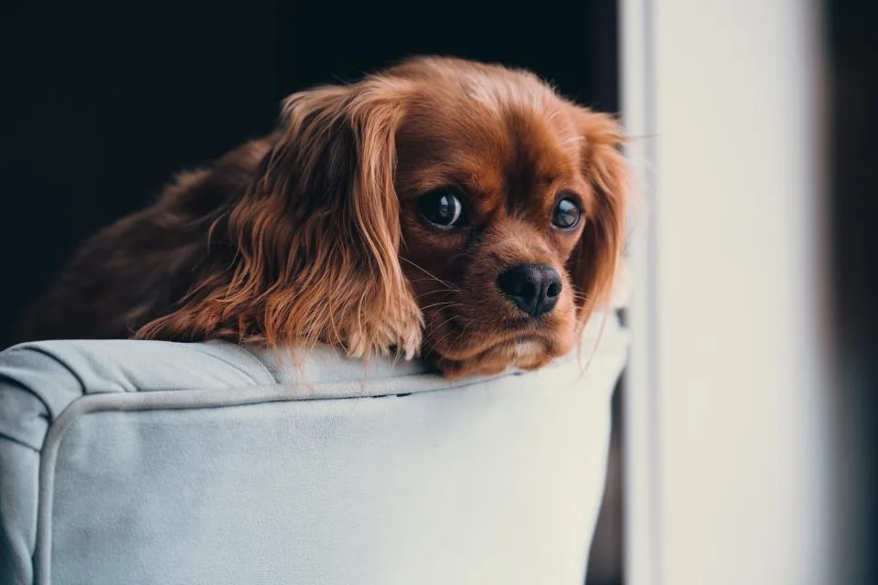 Editorial lifestyle photograph for a home setup for a new dog.
