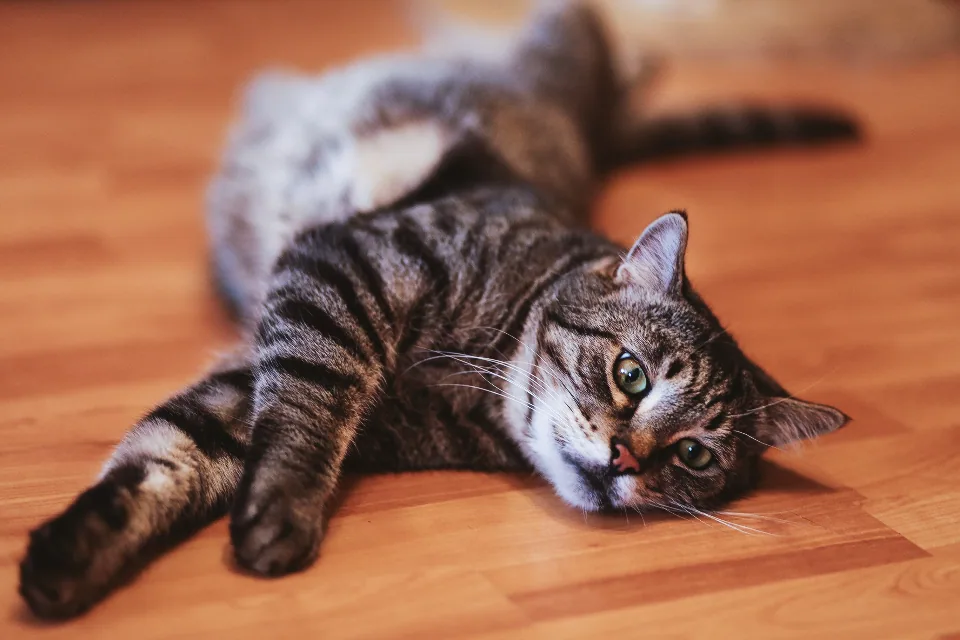 Editorial lifestyle photograph for an enrichment corner for indoor cats.