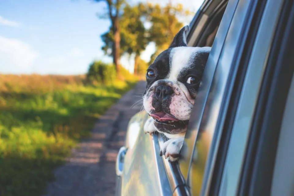 Editorial lifestyle photograph for travel essentials for a weekend with your pet.
